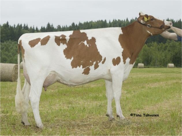 12 Kuva 3. Red Holstein (Huitin Holstein [Viitattu 1.1.2012]).