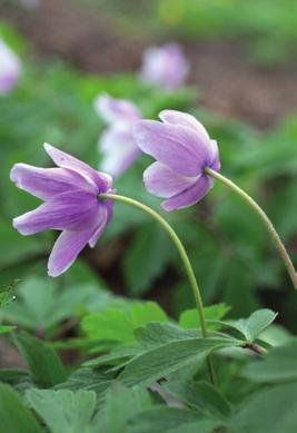 Erilaisia värimuotoja on löydetty Suomenkin luonnosta. Vitivalkoisen Alba Plena -valkovuokon kukat ovat lähes samankokoiset kuin tavallisen valkovuokon, mutta hyvin tiheästi kerrannaiset.