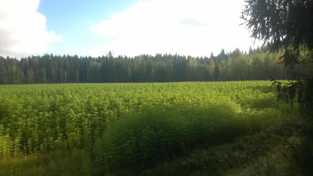 Kasvaa