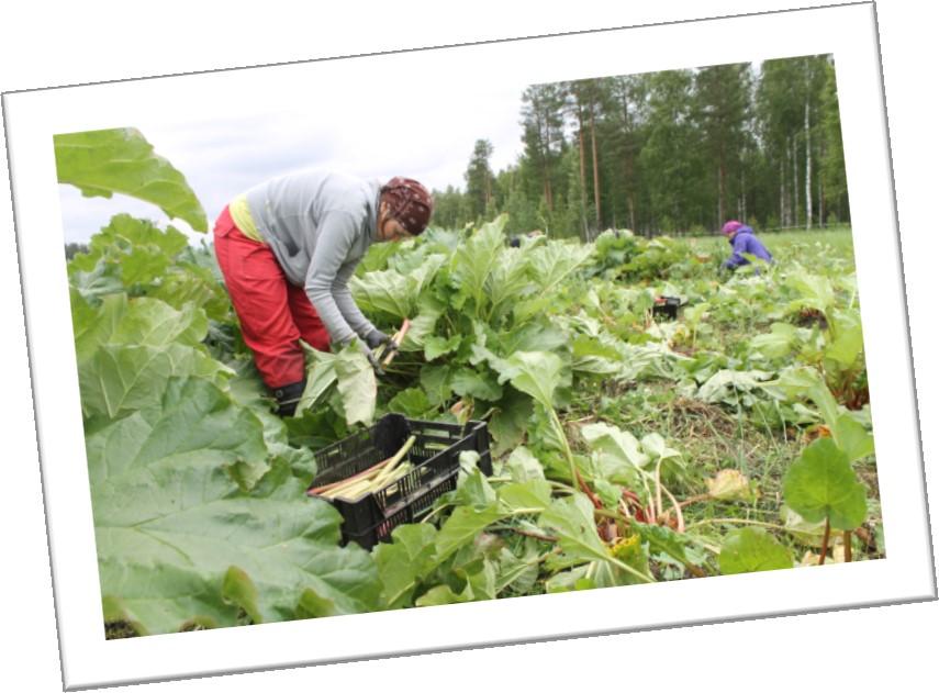 Yrittäjät Hermanni