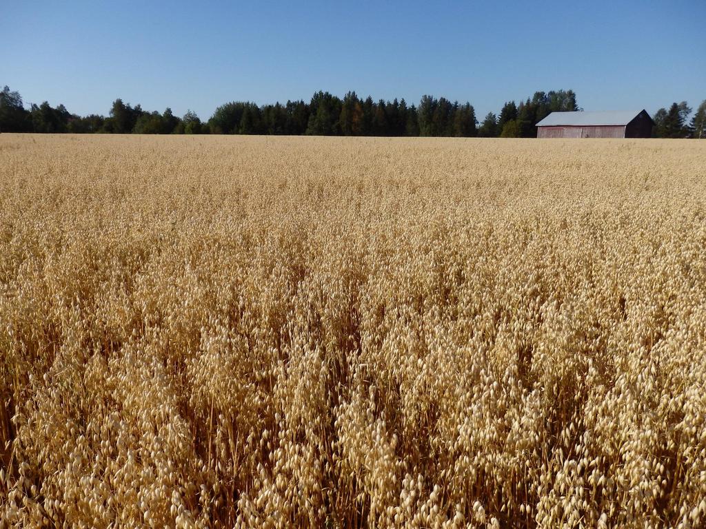 Hyvä esikasvivaikutus Typen määrä pitää vähentää kuminan jälkeen.