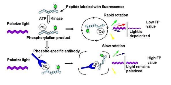17 Kuva 5. Fluoresenssipolarisaation periaate. (Li et al. 2008) Menetelmässä peptidi on leimattu fluoresoivalla (Kuva 5) molekyylillä.