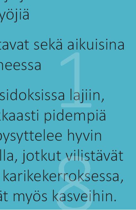 toukkavaiheessa Kenttäkiitäjäinen Cincindela campestris Elintavat ovat sidoksissa