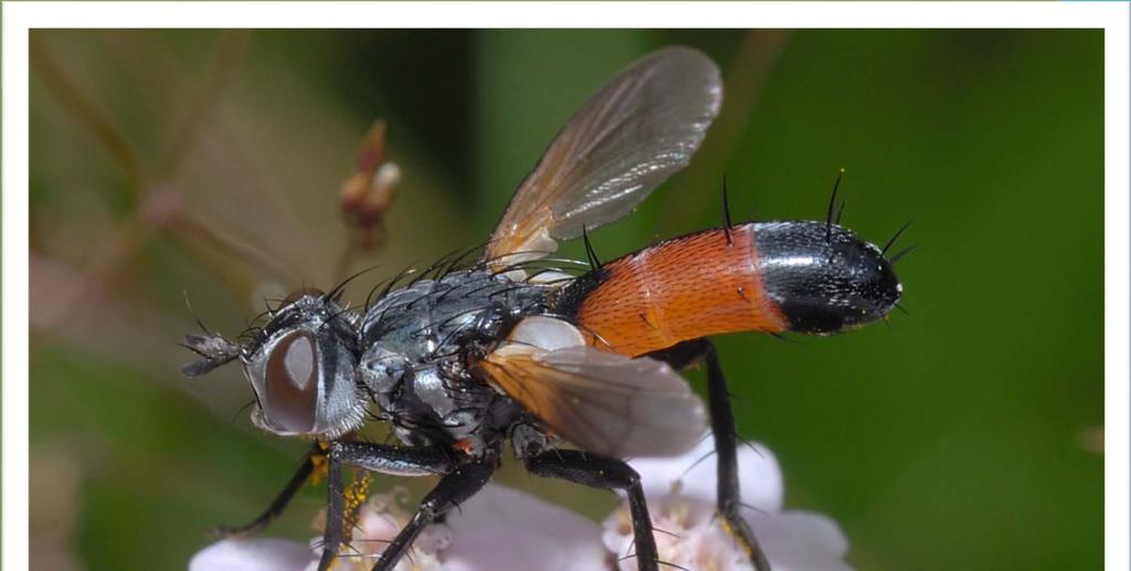 Cylindromyia brassicaria-loiskärpänen