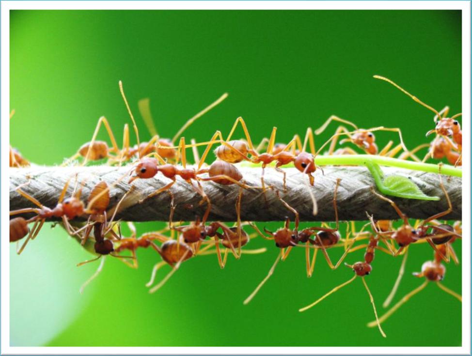 Biologinen torjunta 200-1887 Kiinalaiset käyttivät Oecophylla smargdina muurahaisia torjumaan sitruksien hyönteistuholaisia,