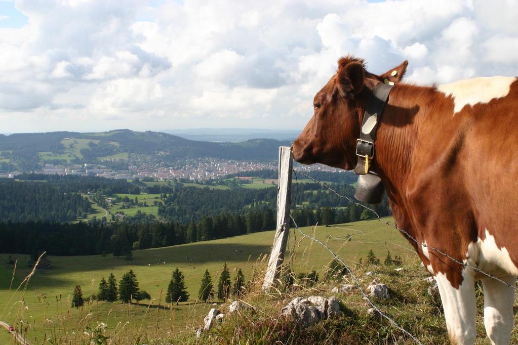 Ruokavalio, terveys ja