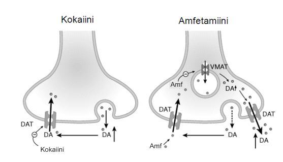 24 Kuva 4: Amfetamiinin ja kokaiinin vaikutus hermopäätteestä vapautuvan dopamiinin takaisinottoon dopaminergisessa hermosolussa yksinkertaistettuna.