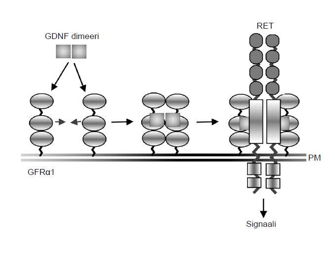41 aktivaatioon. Ret:n lisäksi GDNF:lle on kuitenkin myöhemmin löydetty myös muita vaihtoehtoista signaalinvälitysreittejä (Cao ym. 2008; Bespalov ym. 2011). Kuva 5: Ret-tyrosiinikinaasin toiminta.
