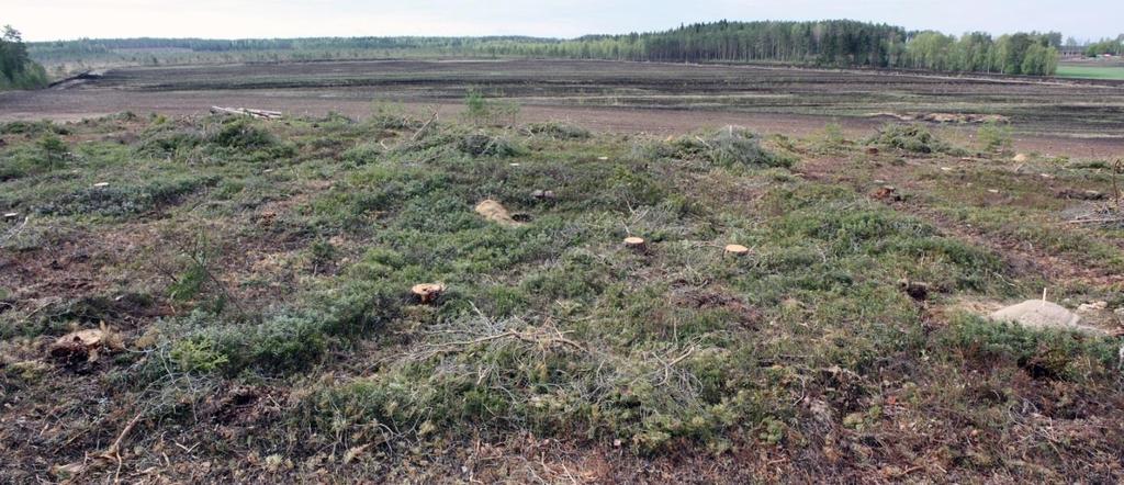 Painanteen eteläosaan tehdystä koekuopasta (nro 19) löytyi vähäinen määrä kivikautisia löytöjä. Kuva 13. Painanne 4, kuvattu pohjoisesta. AKDG 4902:9 Painanne 5.