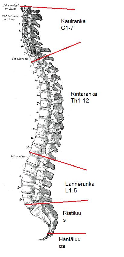 19 3 LANNERANGAN ANATOMINEN RAKENNE 3.1 Lanneranka ja ligamentit Lanneranka on osa selkärankaa, joka muodostuu 34 nikamasta, näistä lannerangassa on yleensä viisi nikamaa.
