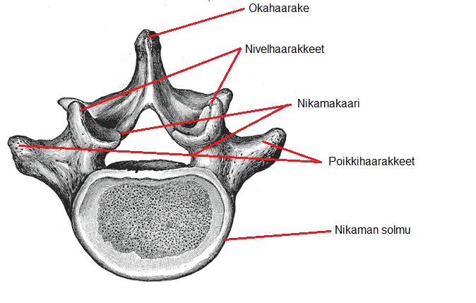 20 Lannerangan nikama (vertebrae lumbales) rakentuu solmusta (corpus vertebrae), kaaresta (arcus vertebrae), kahdesta poikkihaarakkeesta (processus transversus), okahaarakkeesta (processus spinosus)