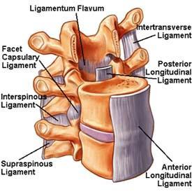 21 Lannerangan ligamentit eli nivelsiteet tukevat ja ohjaavat nikamien liikettä (Koistinen 2005b, 44). Lannerangan nikamien toimintaa tukemassa ja ohjaamassa on useita ligamentteja (Kuvio 6.). Anteriorinen longitudinaali ligamentti (Lig.