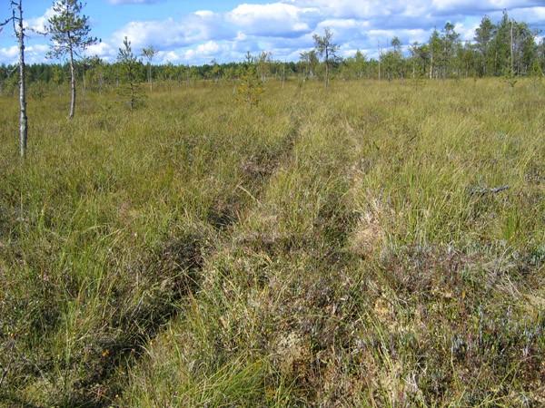 4.5. MAISEMA JA ALUEEN VIRKISTYSKÄYTTÖ Rahka ja Teerinevan inventointialue on laaja avosuo, joka on maisemakuvaltaan erämainen. Alue ei näytä olevan marjastuksen kannalta tuottava.