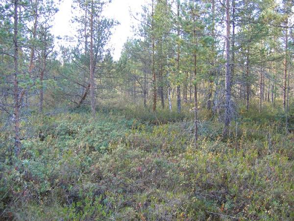 Pohjakerroksen valtalajina on ruskorahkasammal ja kenttäkerroksessa vallitsevat variksenmarja, hilla ja vaivaiskoivu.