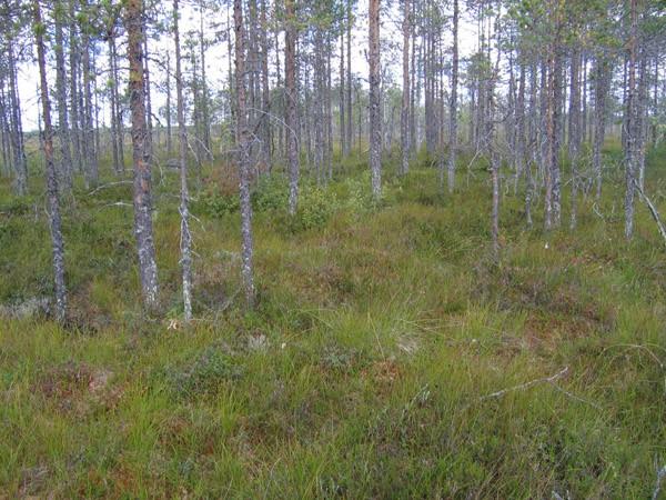 4..3. Metsäsaarekkeet Inventointialueen keskiosassa sijaitsee kolme metsäsaarekketta. Kaksi metsäsaarekeista on tyypiltään soistunutta kangasta (kuva 9), kolmas on kuivahkoa kangasta (kuva 0).