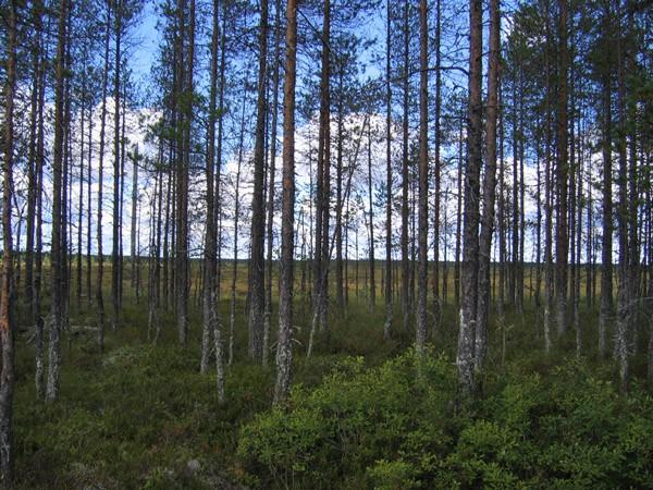 Kenttäkerrosta hallitsee soistuneissa kankaissa suopursu, juolukka, tupasvilla ja vaivaiskoivu, kuivahkossa kankaassa esiintyy kanervaa (Calluna vulgaris), mustikkaa (Vaccinium myrtillus) ja