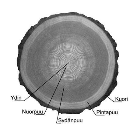 2 PUURAAKA-AINE Metsäteollisuuden tärkein yksittäinen raaka-aine on puu. Puu rakentuu juurisysteemistä, rungosta ja oksista lehtineen tai neulasineen.