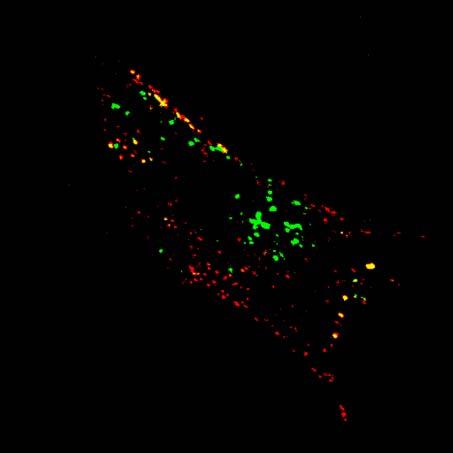 Konfokaalimikroskoopilla kuvatussa SAOS-α2β1 -solussa vihreä signaali kuvastaa solun sisäänmenneitä, kasautuneita