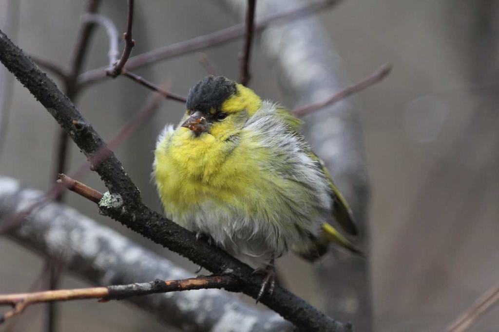 FCG SUUNNITTELU JA TEKNIIKKA OY Raportti 4 (8) Kuva 2. Vihervarpunen (Carduelis spinus) kuuluu selvitysalueen lintulajistoon.