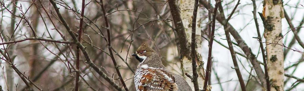 FCG SUUNNITTELU JA TEKNIIKKA OY Raportti 7 (8) Kuva 4. Pyy (Tetrastes bonasia) havaittiin selvitysalueen eteläosassa. Palokärki (Dryocopos martius) Lintudirektiivin liitteen I laji.