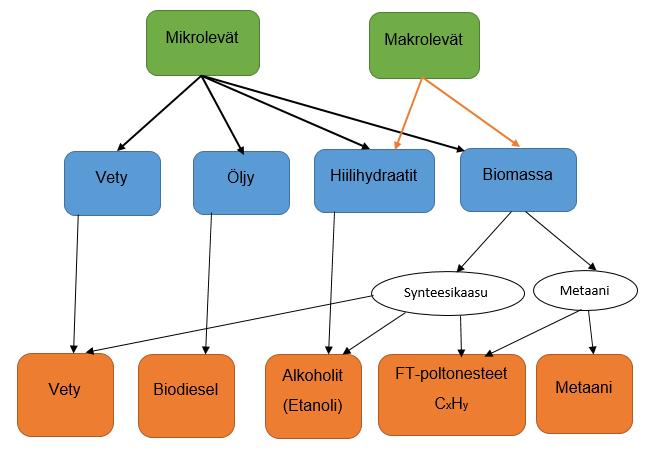 6 POLTTOAINEEN VALMISTUS Leväbiomassassa on kolme pääkomponenttia, jotka ovat hiilihydraatit, proteiinit ja luonnolliset öljyt. Biomassasta on mahdollista valmistaa useita eri polttoainetta.