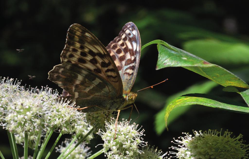 JUHA SORMUNEN Keisarinviitan (Argynnis paphia) kannat vahvistuivat entisestään. Sija Laji Yksilö- Linjoja Muutos verrattuna 2012 2011 määrä (n=69) 2011 02 11 1. 2. Tesmaperhonen (Aphantopus hyperantus) 15786 68 58 14 2.