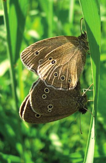 5. Angervohopeatäplä (Brenthis ino) 3189 63-48 -6 7. 7. Kangasperhonen (Callophrys rubi) 2167 60 16 58 8. 12. Neitoperhonen (Nymphalis io) 2057 67 0-49 9. 8. Niittyhopeatäplä (Boloria selene) 2000 58-38 -39 10.