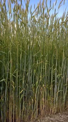 Efficacy evaluation of fungicides against brown Natural Resources Institute Finland 2015 rust and leaf spot diseases in winter rye - Advisory fungicide trial ruskearuostetta kasvustossa ei ollut