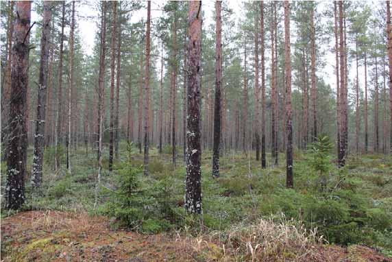 FCG SUUNNITTELU JA TEKNIIKKA OY Korvennevan tuulivoimapuisto 63 (101) 8.5.