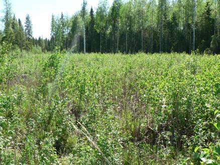 Metsäbiomassan korjuun vaikutus taimikon lehtipuuston määrään Kantojen nostoaloilla maata