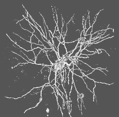 Esimerkki: neuroverkko Laskennallinen malli y =W ˆ ( ˆ 2 F W 1 x ) y W Fˆ ( W xˆ ) 2 2 1 i i i i r ( W 1, W 2 ) = 0 (T.