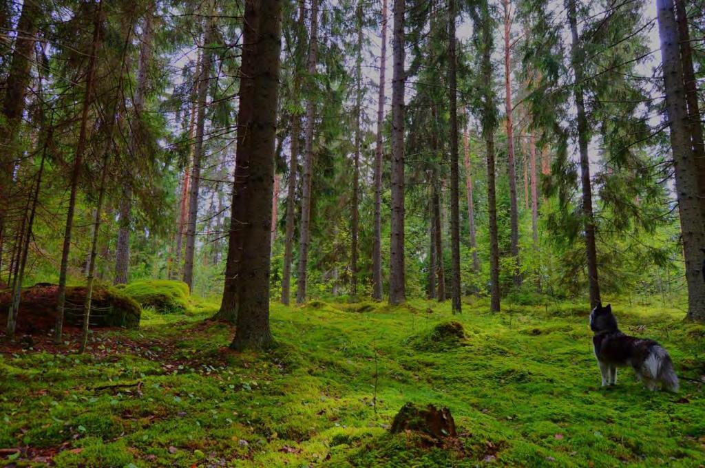 6. Pohjoiselta metsävyöhykkeeltä maakunnan itäosan kautta etelään johtava viheryhteys, joka yhdistää Kymenlaakson itäosan laajat metsäalueet pohjoiseen metsävyöhykkeeseen.