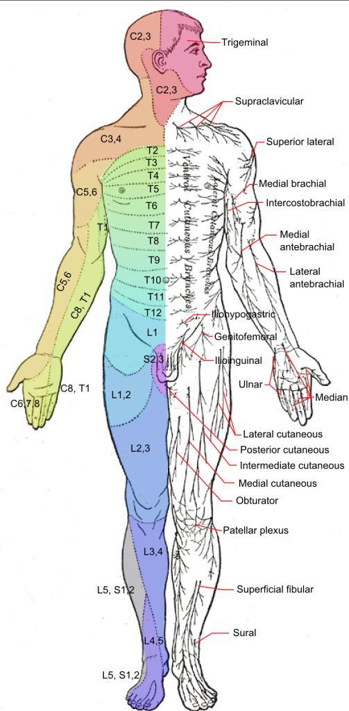 12 ristipunoksen eli plexus lumbosacraliksen. (Niensted ym. 2008, 520; Sand ym. 2013, 117.