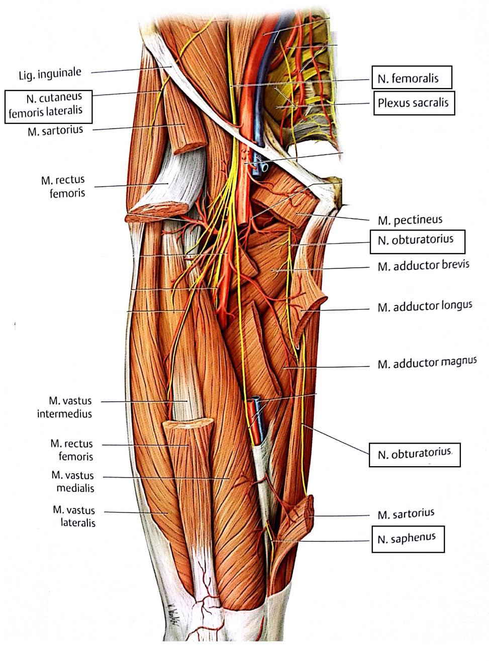 18 Nervus cutaneus lateralis femoris. N. cutaneus lateralis femoris (KUVA 7) tai lähteestä riippuen n. cutaneus femoris lateralis on tuntohermo, joka lähtee nikamavälistä L2 L3.