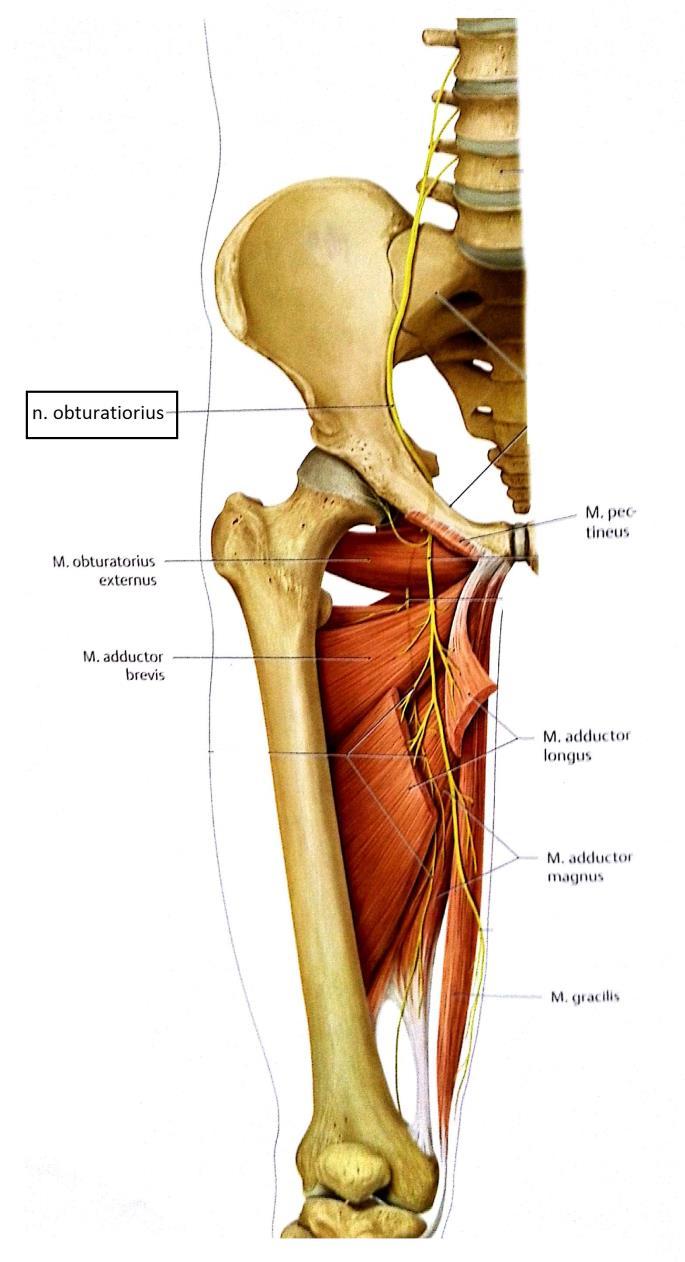 19 Nervus obturatorius. N. obturatorius (KUVA 7 & 8) eli peittyneen aukon hermo lähtee nikamavälistä L2 L4.