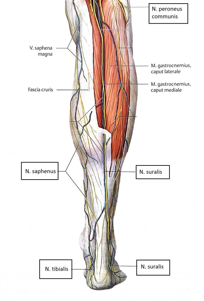 23 Nervus suralis. N. suralis (KUVA 11) on tuntohermo, joka haarautuu n. tibialiksen ja n. peroneus communiksen lateraalisäikeistä.