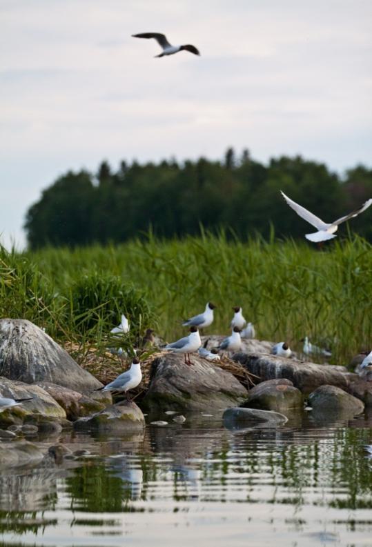 SYKSYN LUOTTAMUSMIESVAALIT Pääluottamusmiehen, luottamusmiesten ja varaluottamusmiesten toimikausi päättyy 31.12.2012 ja uusi toimikausi on 1.1.2013 31.12.2015.