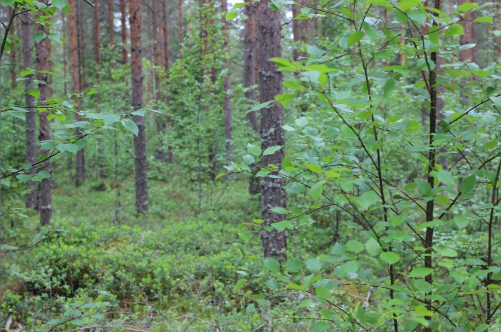 Suunniteltu tielinja kulkee