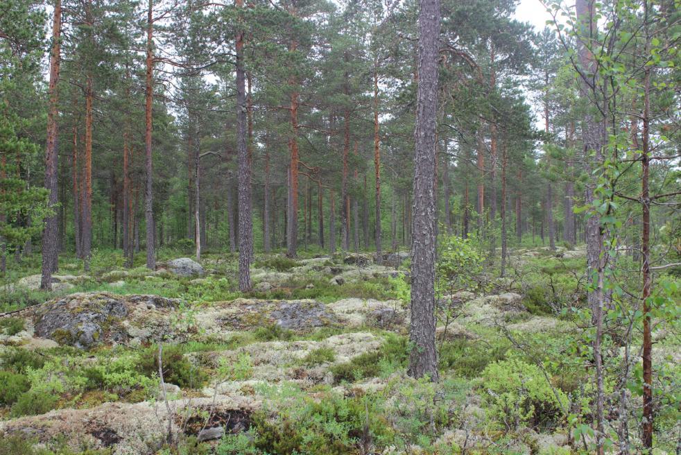 Ei erityisiä luontoarvoja.