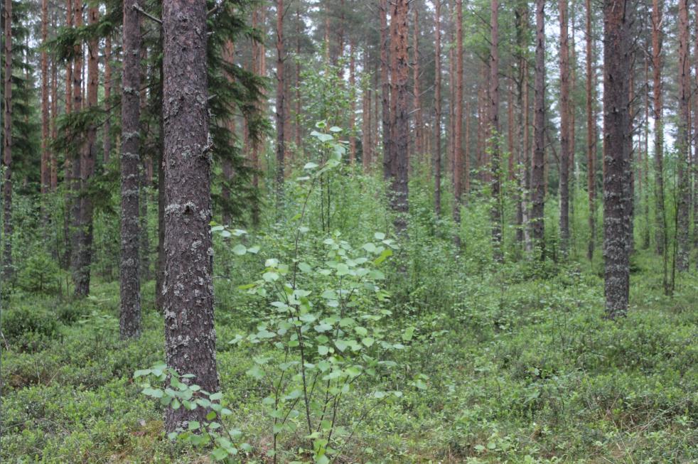 3 1 Johdanto Laihian Rajavuoren suunnitellulla