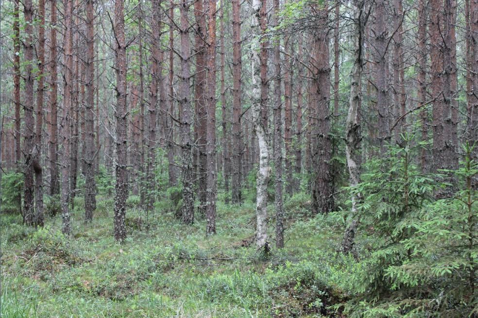 läheisyydessä havaitut linnut.