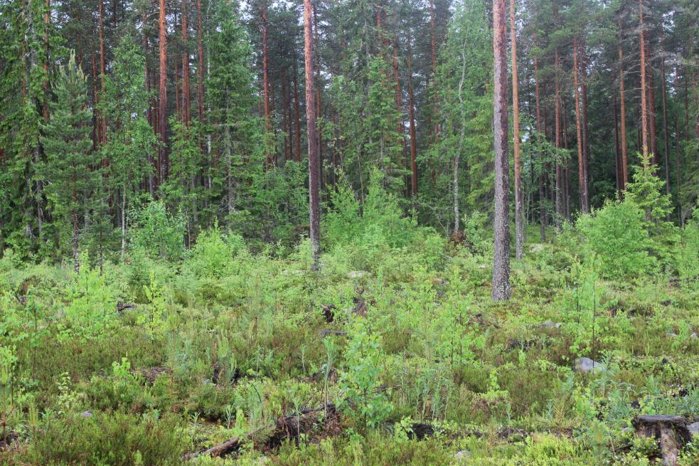 jätetty mäntyjä siemenpuiksi.