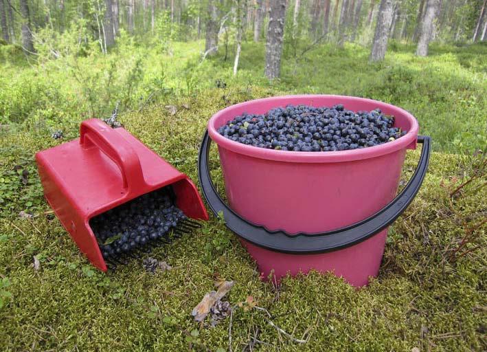 Suomen luonnon suosikit Valoisa kesä ja puhdas luonto kypsyttävät Suomen metsiin ja soille yhden maailman maukkaimmista marjasadoista.