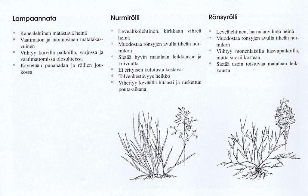 Kotipihan