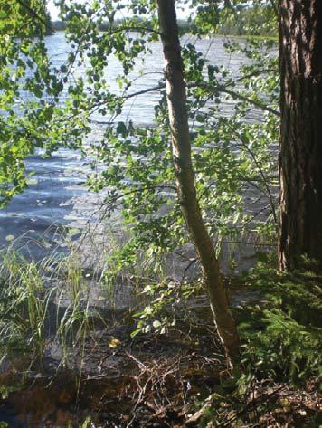 maankäyttöä suunniteltaessa. Kohde on pääosin tavanomaisessa metsätalouskäytössä olevaa metsämaata.