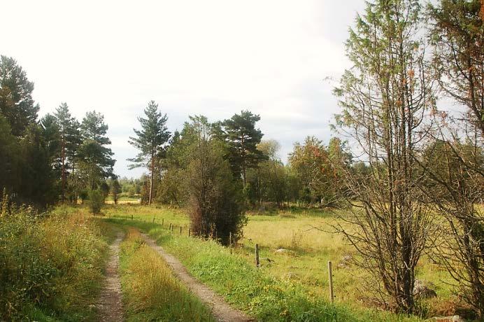 37. Innilän haka Pinta-ala: Kylä: Omistaja: Status: Metso soveltuvuus: 2,9 ha Innilä Yksityinen Arvokas luontokohde Kyllä Kuvaus: Peltojen väliin jäänyt matalien silokallioiden ja kivisemmän maaston