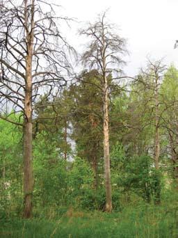 PUISTOT puiston toteuttamisen (2014) jälkeen on tutkittava mahdollisuutta avata yhteys uudelleen, erityisesti mikäli LIV toteuttaa koillislounas-suuntaisen puurivistön urheilupuiston halki.