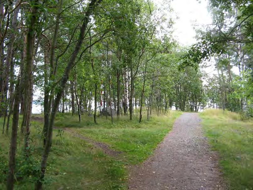 Kuva 12. Särkkäniemen kaakkoisniemellä kulkee useita polkuja ja ulkoilutie. Kuva: Paula Aspelund. Luontoarvot: Ei erityisiä arvoja.
