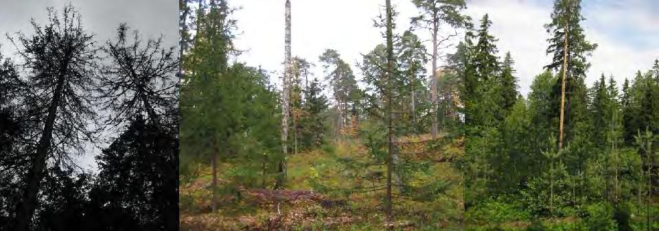 Metsien hoidossa käytetään luonnonmukaisia ja ympäristöystävällisiä tekniikoita. Luontaista uudistamista suositaan. Metsien hoidossa tavoitellaan puuston eri-ikäisrakennetta.