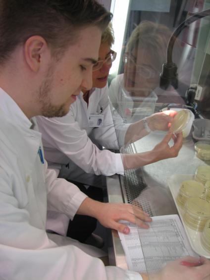 28 (31) Menetelmät Tutkimuksen otoksena oli 40 MRSA-karakterisoitua kantaa, jotka säilytettiin syväjäässä (-80 C) kliinisen mikrobiologian laboratoriossa(islab, Mikkelin aluelaboratorio).